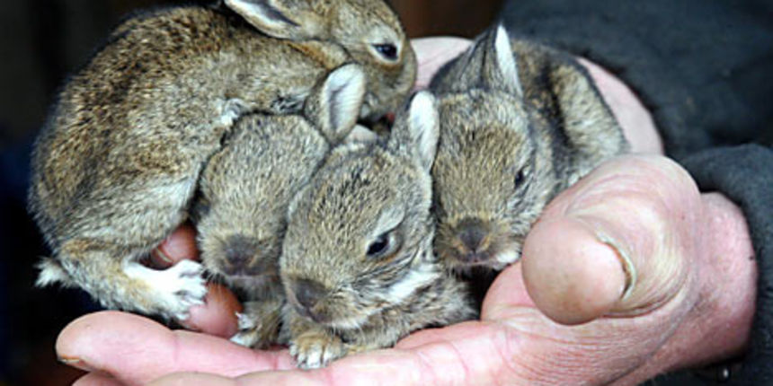 Zečići (Foto: hopperhome.com)