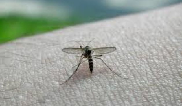 BiH: Pojavila se zaraza virusom Zapadnog Nila?, foto: 24sata.hr