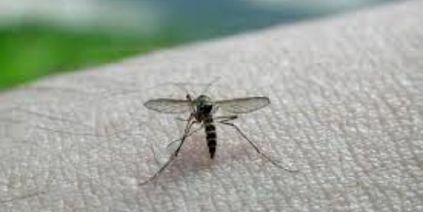 BiH: Pojavila se zaraza virusom Zapadnog Nila?, foto: 24sata.hr BiH: Pojavila se zaraza virusom Zapadnog Nila?, foto: 24sata.hr