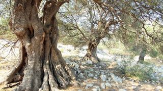 Lun: u posjeti tisućljetnom masliniku, Foto: Luka Stanzl/PIXSELL Lun: u posjeti tisućljetnom masliniku, Foto: Luka Stanzl/PIXSELL