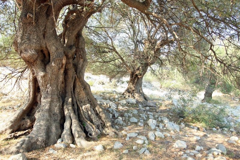 Lun: u posjeti tisućljetnom masliniku, Foto: Luka Stanzl/PIXSELL Lun: u posjeti tisućljetnom masliniku, Foto: Luka Stanzl/PIXSELL