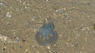 Djir po Melbourneu 3. rujna 2009.