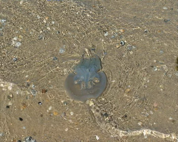 Djir po Melbourneu 3. rujna 2009.