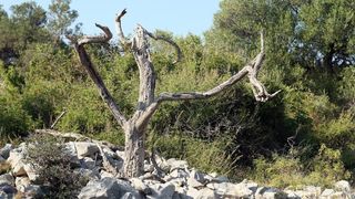 Lun: u posjeti tisućljetnom masliniku, Foto: Luka Stanzl/PIXSELL Lun: u posjeti tisućljetnom masliniku, Foto: Luka Stanzl/PIXSELL