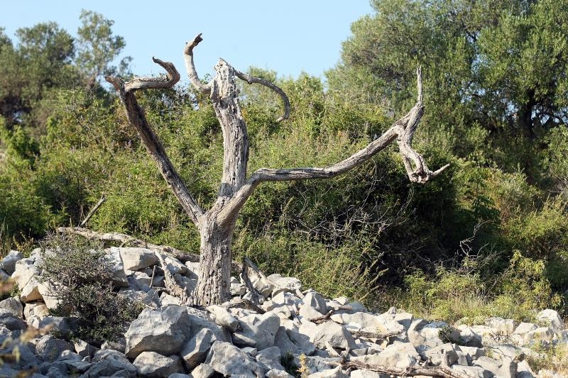 Lun: u posjeti tisućljetnom masliniku, Foto: Luka Stanzl/PIXSELL Lun: u posjeti tisućljetnom masliniku, Foto: Luka Stanzl/PIXSELL