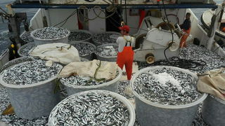 Posada plivarice “Tuljan dva” u jednu noć ulovila rekordnih 42 tone srdela, foto: Posada