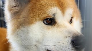 Izložba pasa na Zagrebačkom velesajmu Izložba pasa na Zagrebačkom velesajmu