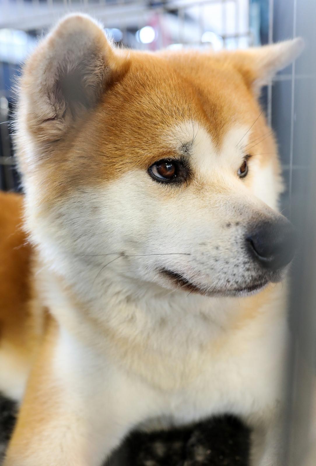 Izložba pasa na Zagrebačkom velesajmu Izložba pasa na Zagrebačkom velesajmu