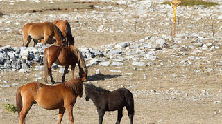 Velebitski divlji konji, Foto: Leo Banić