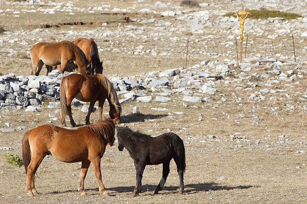 Velebitski divlji konji, Foto: Leo Banić