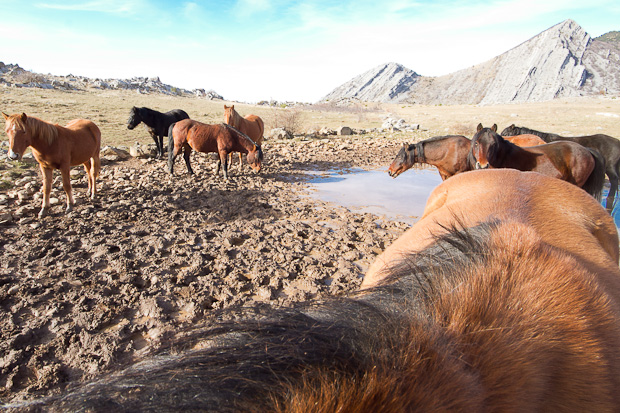Libinje: Velebitski divlji konji, Foto: Leo Banić