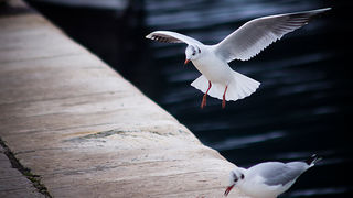 Zadarski galebovi (foto:Saša Čuka)