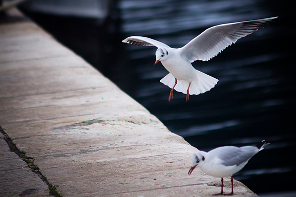 Zadarski galebovi (foto:Saša Čuka)