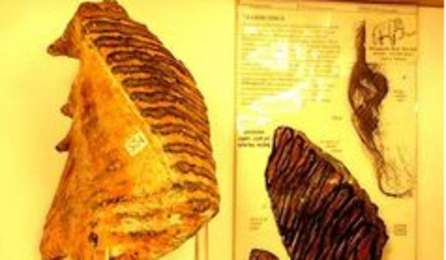 Mamutov zub (foto: HRT)