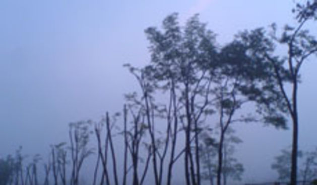 Drva (foto: Totalportal)