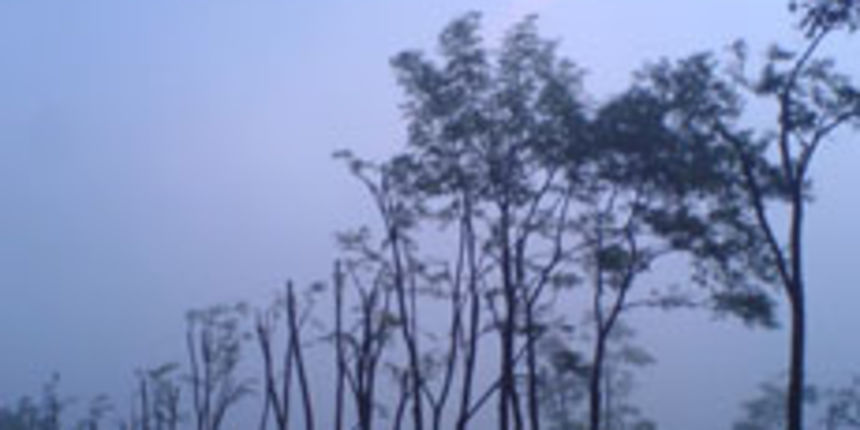 Drva (foto: Totalportal) Drva (foto: Totalportal)