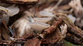 Lička jesen u znaku gljiva, Foto: Leo Banić