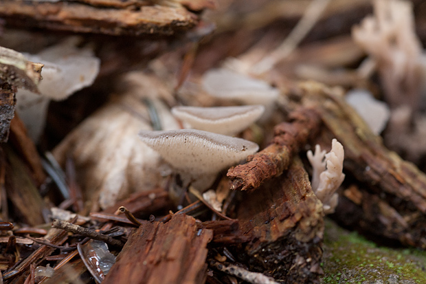 Lička jesen u znaku gljiva, Foto: Leo Banić