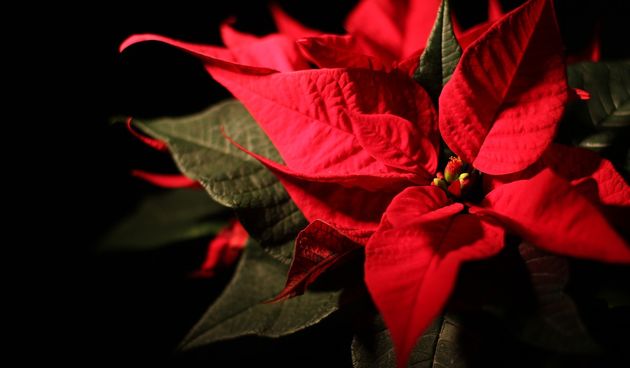 Božićna zvijezda – uzgoj i održavanje Božićna zvijezda – uzgoj i održavanje