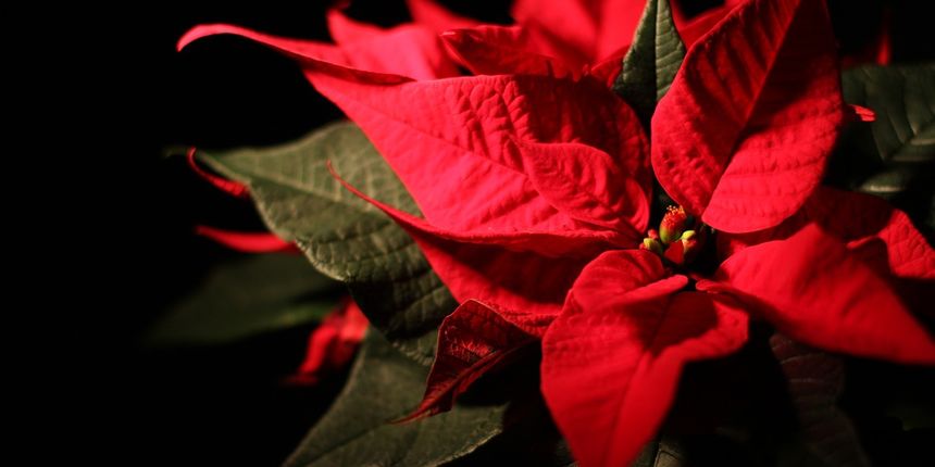 Božićna zvijezda – uzgoj i održavanje