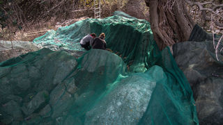 Berba maslina u Lunu, foto: V. Pesic