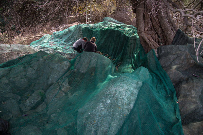 Berba maslina u Lunu, foto: V. Pesic