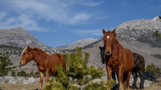 Veliko Rujno: Drago Krapić vlasnik je pedesetak konja koji obitavaju na velebitskim pašnjacima