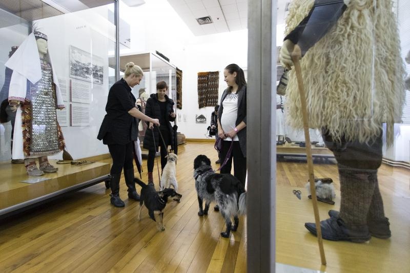 Kulturne šapice Kulturne šapice