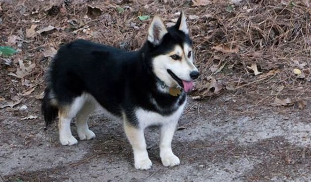 HORGI = CORGI + HASKI