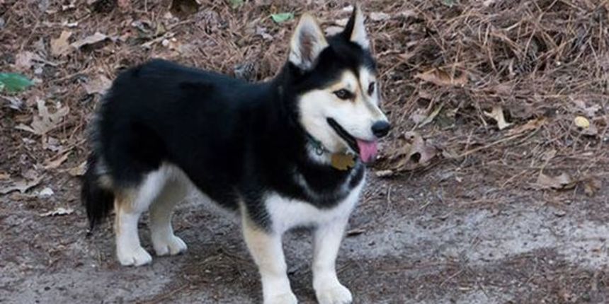 HORGI = CORGI + HASKI HORGI = CORGI + HASKI