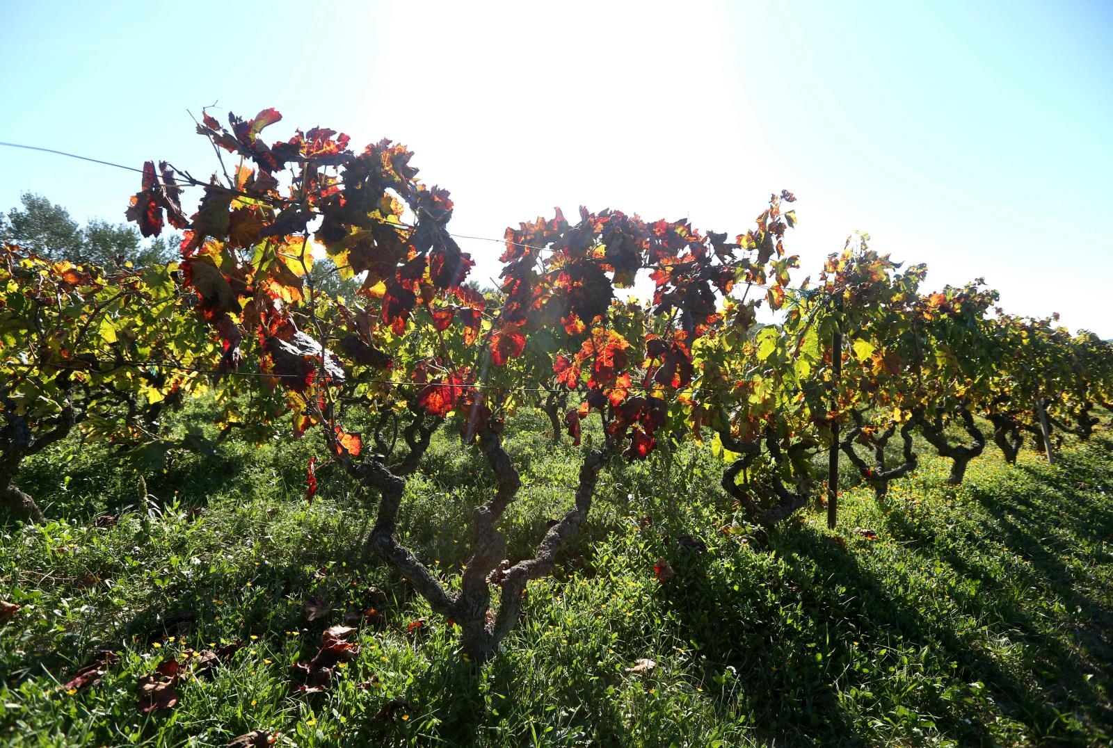 Boje jeseni u vinogradu Boje jeseni u vinogradu