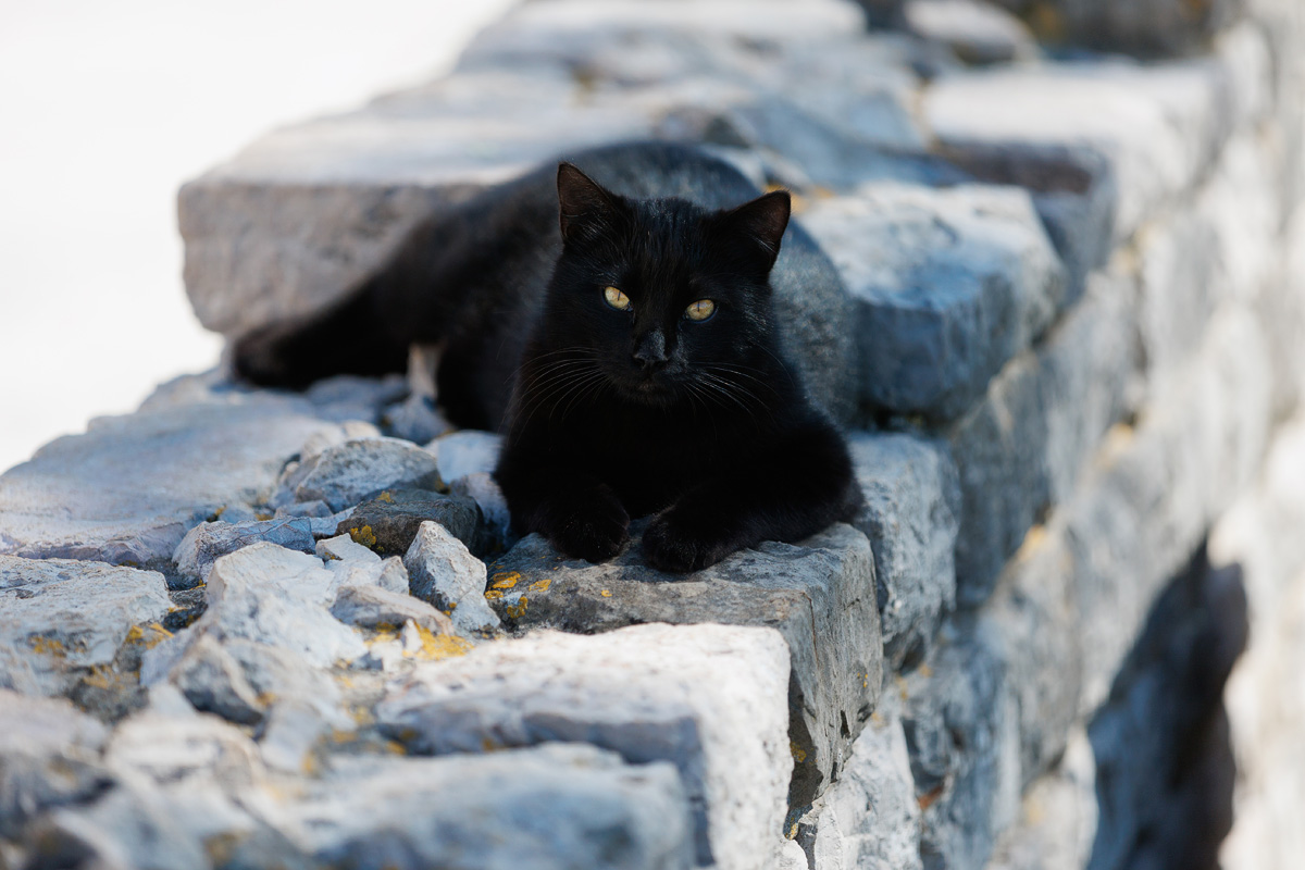 Đir po gradu, 25. ožujka 2025.