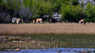 Pješačka staza Obrovac – Jankovića buk