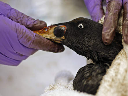 Image 1192355 (auto)