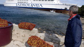 Image 1057531 (auto)