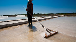 Solana Nin, berba soli, foto: Leo Banić