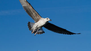 Jutarnja svađa galebova, foto: Leo Banić