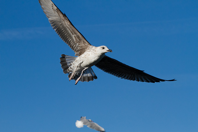 Jutarnja svađa galebova, foto: Leo Banić