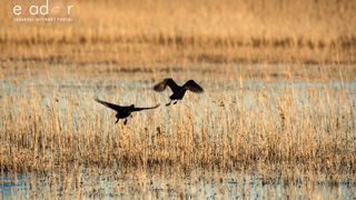 Nedjeljno svitanje na Vranskom jezeru Nedjeljno svitanje na Vranskom jezeru