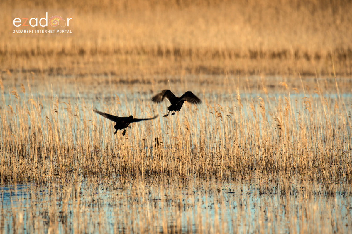 Nedjeljno svitanje na Vranskom jezeru Nedjeljno svitanje na Vranskom jezeru