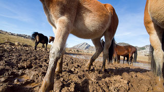 Libinje: Velebitski divlji konji, Foto: Leo Banić