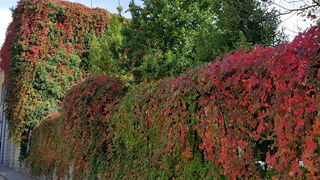 Boje zadarske jeseni. Foto: Mladen Malik