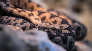 Stanari zagrebačkog Zoološkog vrta u zimskom razdoblju