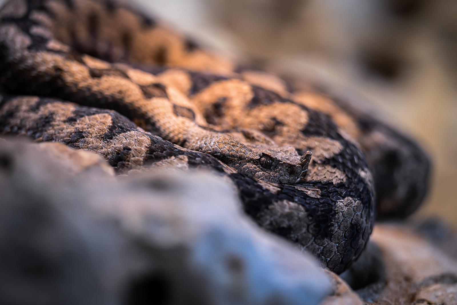Stanari zagrebačkog Zoološkog vrta u zimskom razdoblju