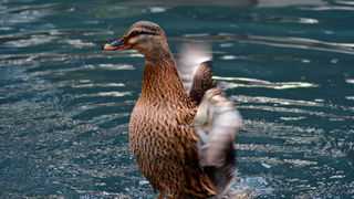 Đir 17. prosinca – uvala Maestral, Foto: Iva Perinčić