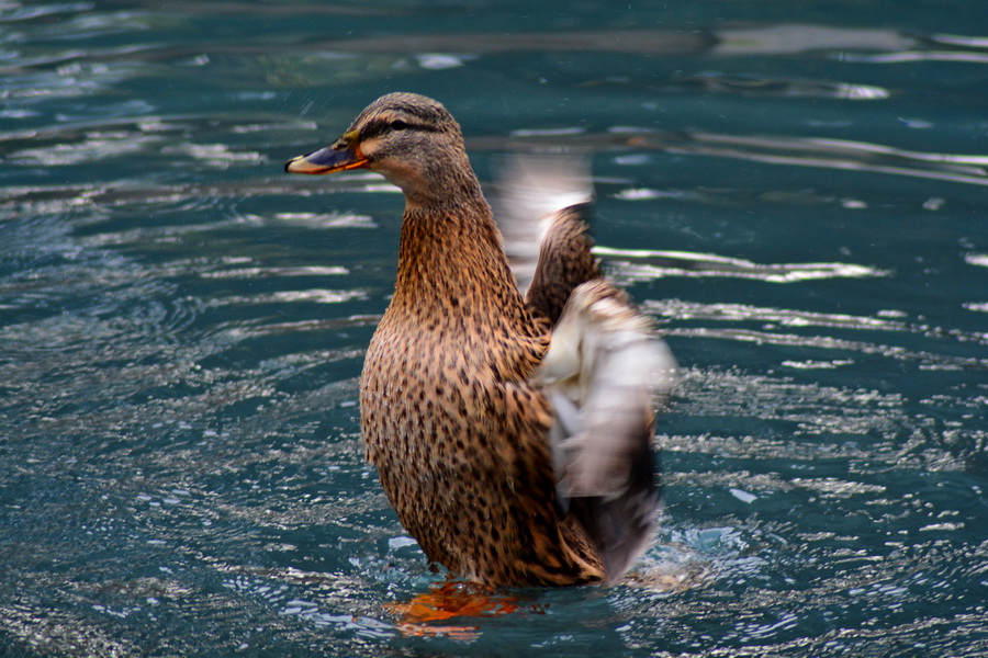 Đir 17. prosinca – uvala Maestral, Foto: Iva Perinčić