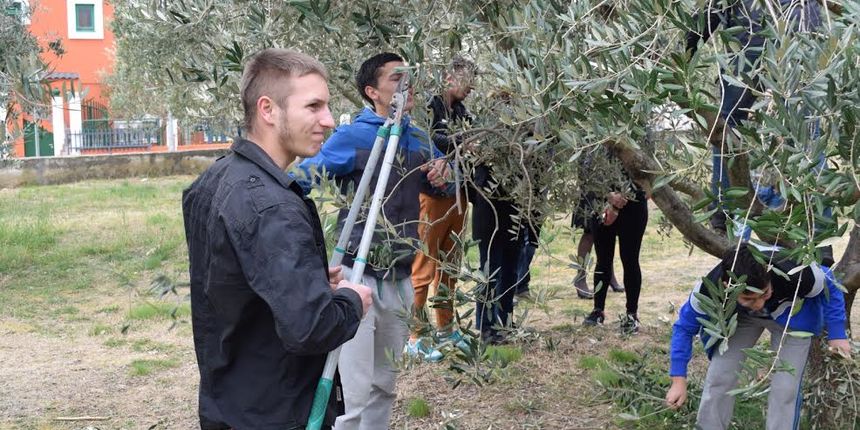 rezidba maslina rezidba maslina