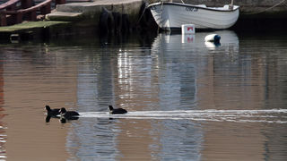Liske u uvali Bregdetti 24. siječnja