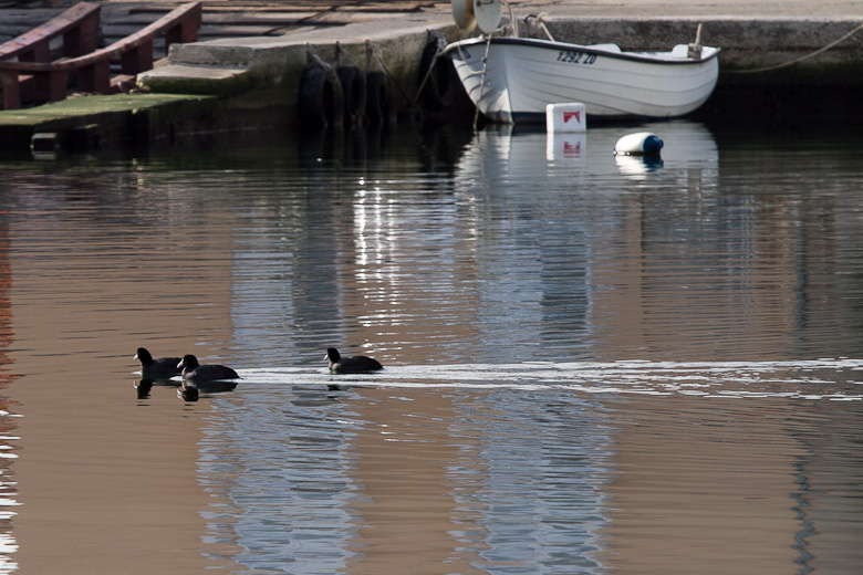 Liske u uvali Bregdetti 24. siječnja