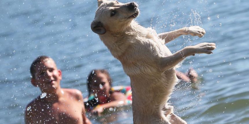 03.08.2013., Koprivnica – Podravci na brojnim jezerima traze osvjezenje od nesnosnih vrucina koje vec danima vladaju. Nema ih puno na kupalistima, no oni koji odluce slobodno vrijeme provesi uz vodu uzivaju u drustvu prijatelja ili kucnih ljubimaca, ili 03.08.2013., Koprivnica – Podravci na brojnim jezerima traze osvjezenje od nesnosnih vrucina koje vec danima vladaju. Nema ih puno na kupalistima, no oni koji odluce slobodno vrijeme provesi uz vodu uzivaju u drustvu prijatelja ili kucnih ljubimaca, ili